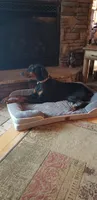 Penny, a female Doberman Pinscher for sale in Gate City, VA – Photo 6 of 7