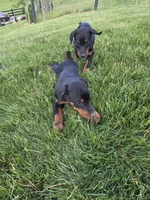 Penny, a female Doberman Pinscher for sale in Gate City, VA – Photo 4 of 7