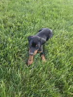 Penny, a female Doberman Pinscher for sale in Gate City, VA – Photo 5 of 7