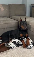 Penny, a female Doberman Pinscher for sale in Gate City, VA – Photo 7 of 7
