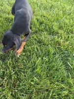 Penny, a female Doberman Pinscher for sale in Gate City, VA – Photo 3 of 7