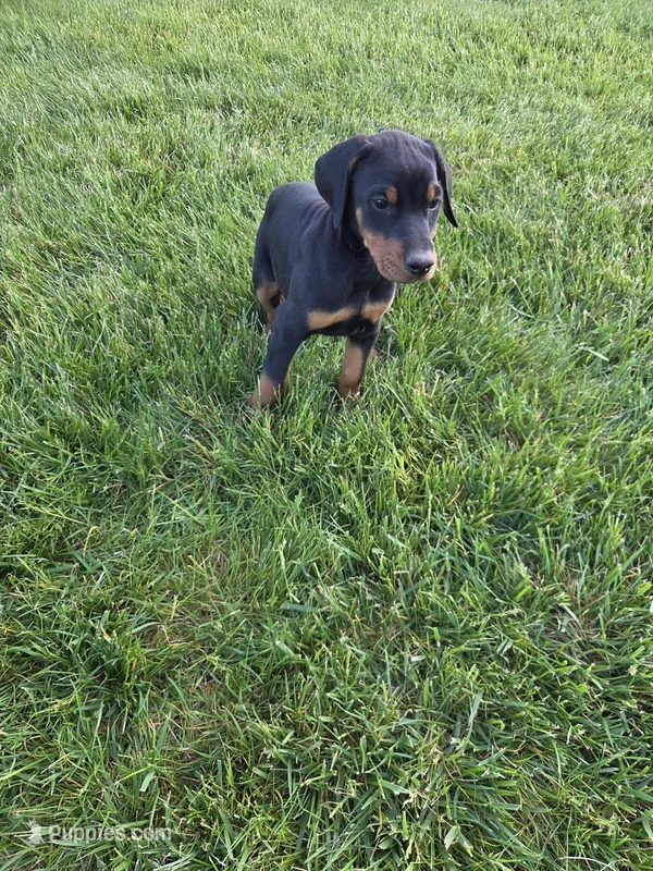 Penny – Doberman Pinscher puppy for sale in Gate City, VA