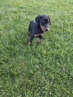 Penny, a female Doberman Pinscher for sale in Gate City, VA – Photo 1 of 7