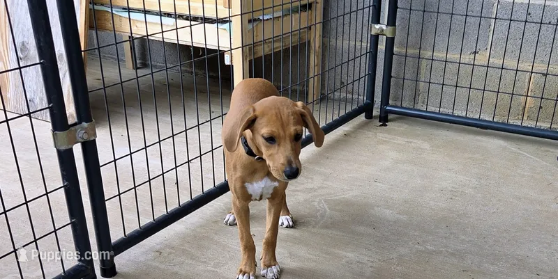 Willow  – Mountain Cur puppy for sale in Gate City, VA