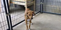 Willow , a female Mountain Cur for sale in Gate City, VA – 1 of 5