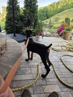 Alex, a female Doberman Pinscher for sale in Gate City, VA – 2 of 6