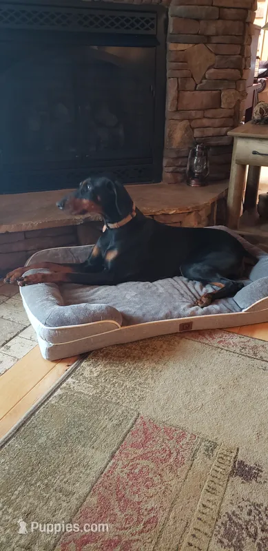 Ava Rose – Doberman Pinscher puppy for sale in Gate City, VA
