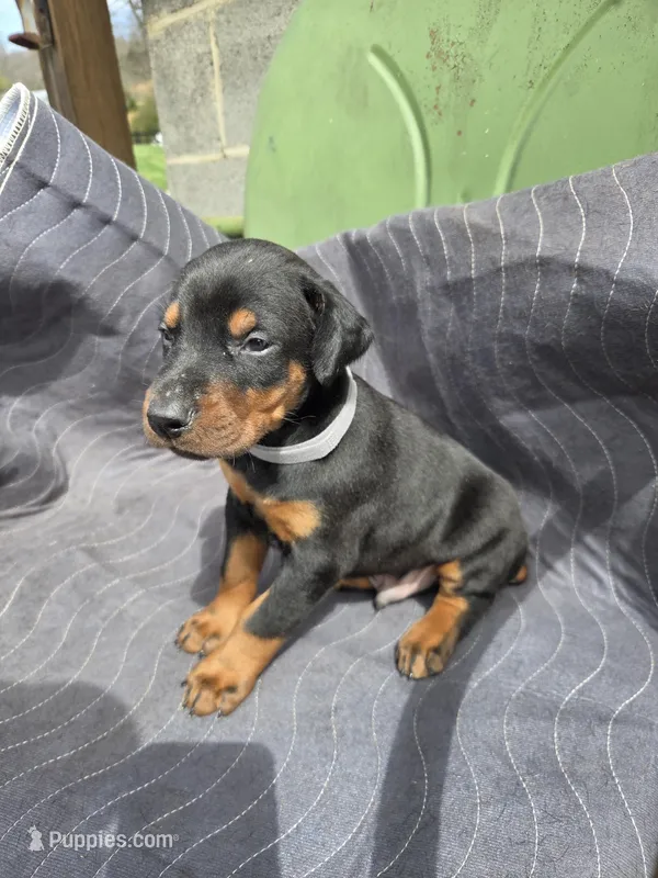 Jed – Doberman Pinscher puppy for sale in Gate City, VA
