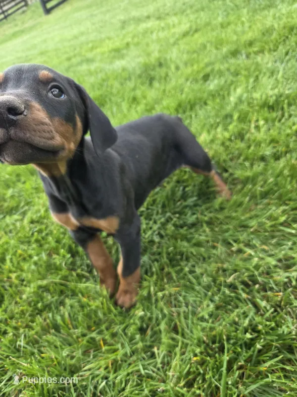 Jed – Doberman Pinscher puppy for sale in Gate City, VA