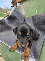 Jed, a male Doberman Pinscher for sale in Gate City, VA – Photo 2 of 4