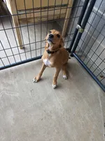 Willow , a female Mountain Cur for sale in Gate City, VA – 5 of 5
