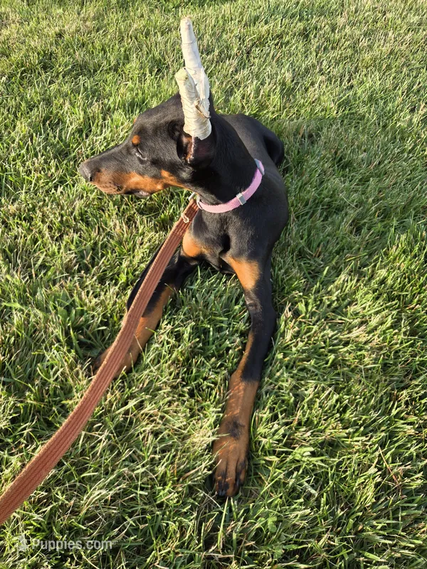 Alex – Doberman Pinscher puppy for sale in Gate City, VA