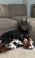 Alex, a female Doberman Pinscher for sale in Gate City, VA – 6 of 6