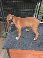 Willow , a female Mountain Cur for sale in Gate City, VA – 4 of 5