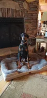 Ava Rose, a female Doberman Pinscher for sale in Gate City, VA – 2 of 3