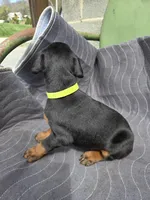 Roxie, a female Doberman Pinscher for sale in Gate City, VA – Photo 2 of 5