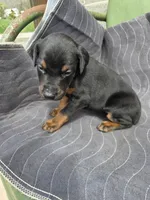 Roxie, a female Doberman Pinscher for sale in Gate City, VA – Photo 3 of 5