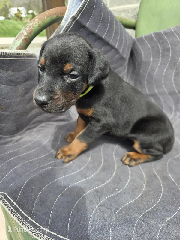 Roxie – Doberman Pinscher puppy for sale in Gate City, VA