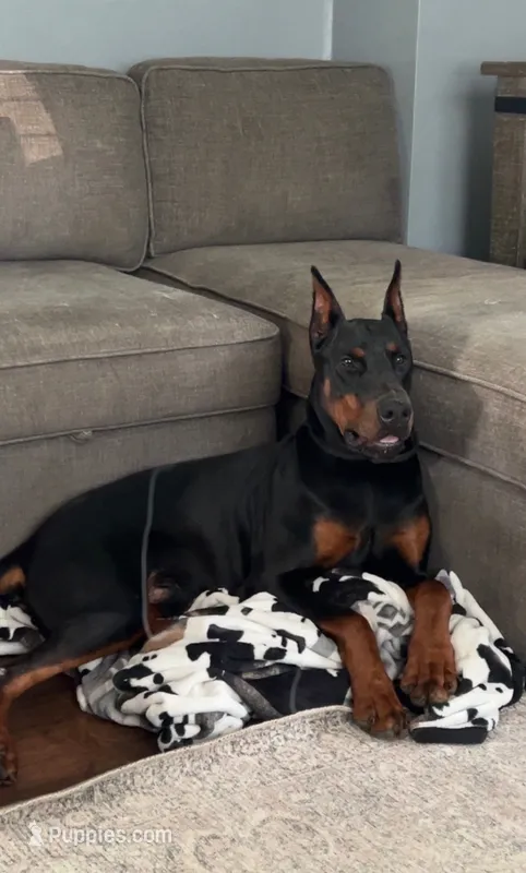 Sir Prince Howell  – Doberman Pinscher puppy for sale in Gate City, VA