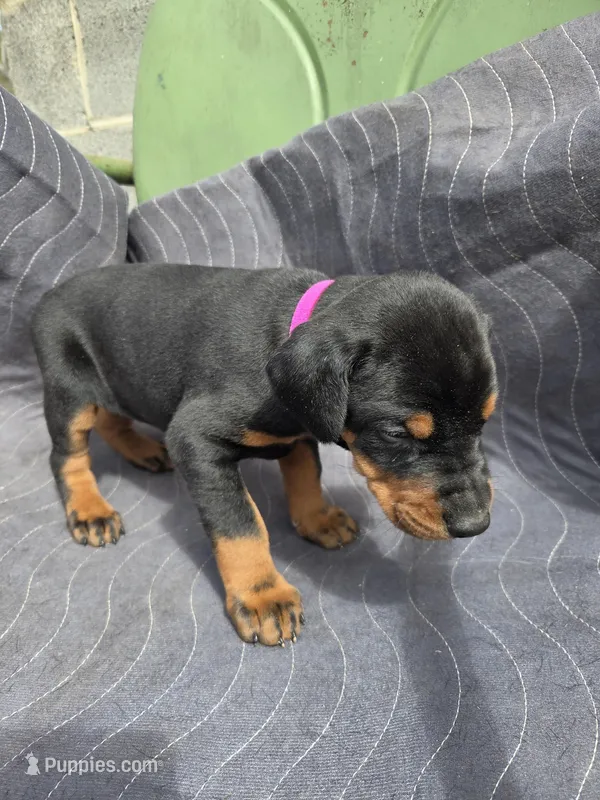 Xena – Doberman Pinscher puppy for sale in Gate City, VA