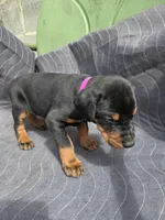 Xena, a female Doberman Pinscher for sale in Gate City, VA – Photo 1 of 4
