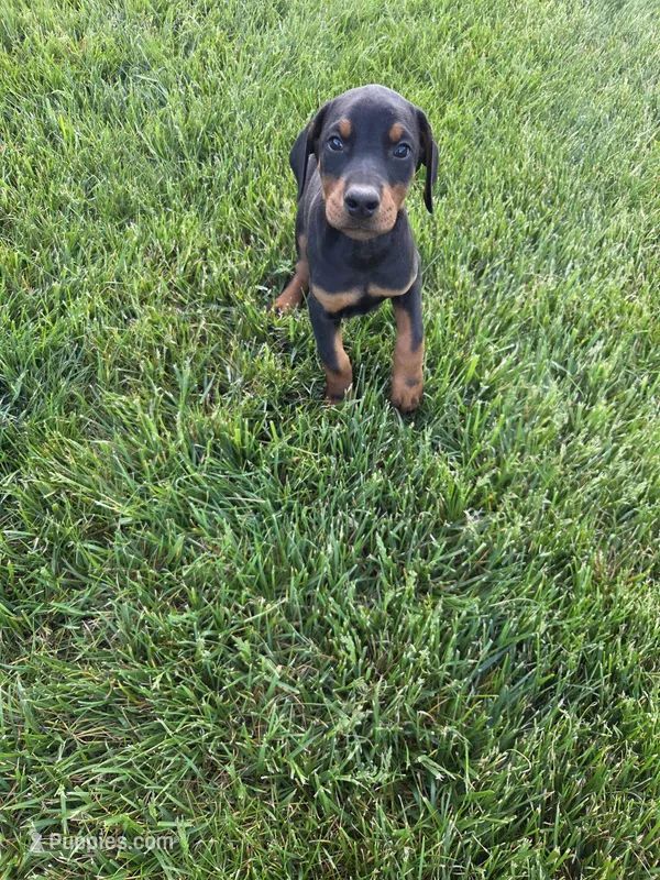 Xena – Doberman Pinscher puppy for sale in Gate City, VA