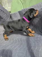 Xena, a female Doberman Pinscher for sale in Gate City, VA – Photo 2 of 4
