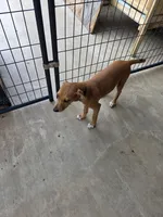 Willow , a female Mountain Cur for sale in Gate City, VA – 3 of 5