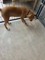 Willow , a female Mountain Cur for sale in Gate City, VA – 2 of 5