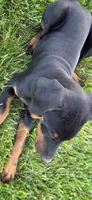 Alex, a female Doberman Pinscher for sale in Gate City, VA – 3 of 5