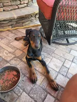 Alex, a female Doberman Pinscher for sale in Gate City, VA – 1 of 6