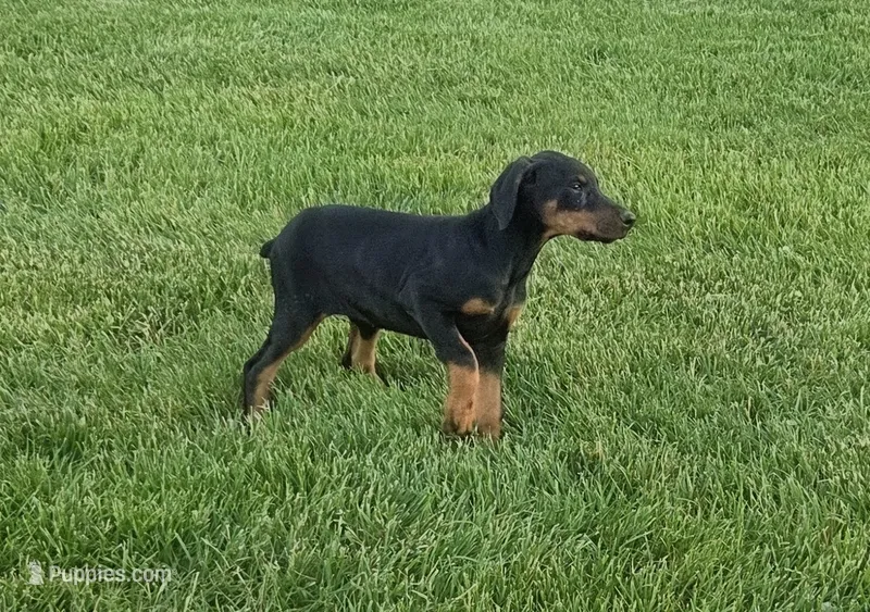 Alex – Doberman Pinscher puppy for sale in Gate City, VA