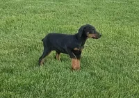 Alex, a female Doberman Pinscher for sale in Gate City, VA – 2 of 5