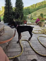 Alex, a female Doberman Pinscher for sale in Gate City, VA – 4 of 6