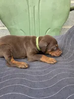 Sarge, a male Doberman Pinscher for sale in Gate City, VA – Photo 2 of 5