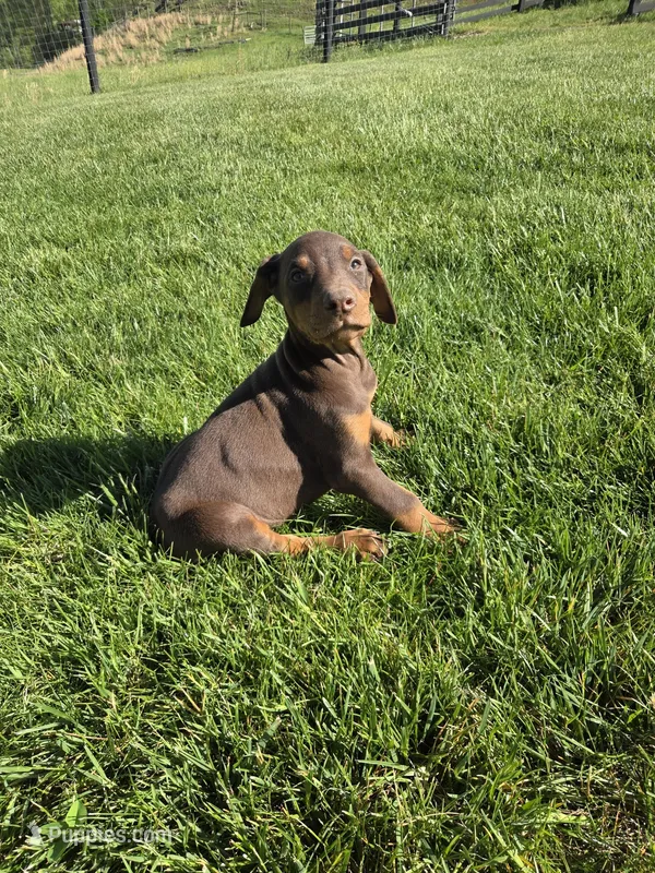 Sarge – Doberman Pinscher puppy for sale in Gate City, VA