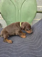 Sarge, a male Doberman Pinscher for sale in Gate City, VA – Photo 3 of 5