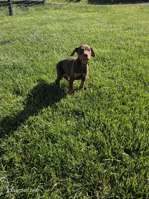Sarge – Doberman Pinscher puppy for sale in Gate City, VA