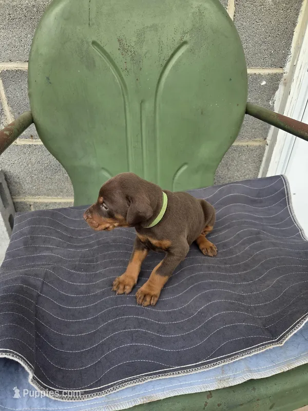 Sarge – Doberman Pinscher puppy for sale in Gate City, VA