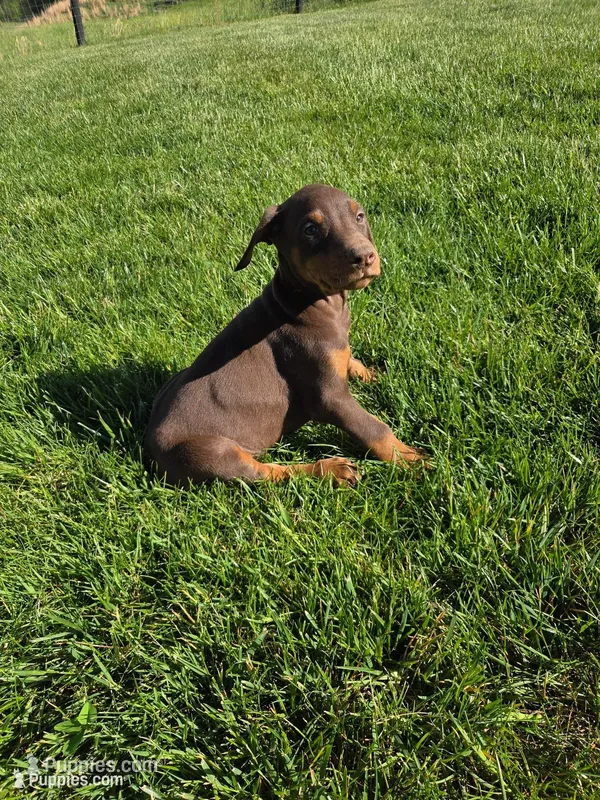 Sarge – Doberman Pinscher puppy for sale in Gate City, VA