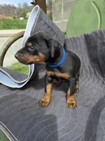 Prince, a male Doberman Pinscher for sale in Gate City, VA – Photo 3 of 6