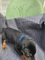 Prince, a male Doberman Pinscher for sale in Gate City, VA – Photo 4 of 6