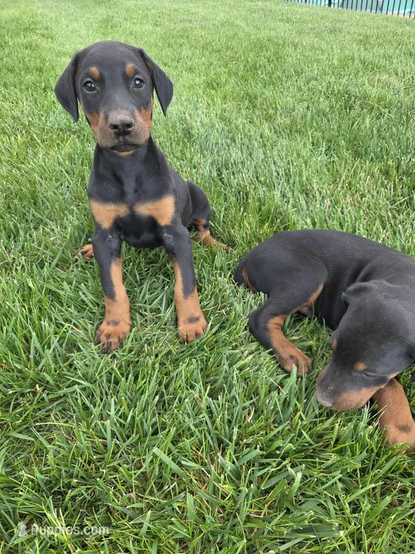 Prince – Doberman Pinscher puppy for sale in Gate City, VA