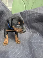 Prince, a male Doberman Pinscher for sale in Gate City, VA – Photo 2 of 6