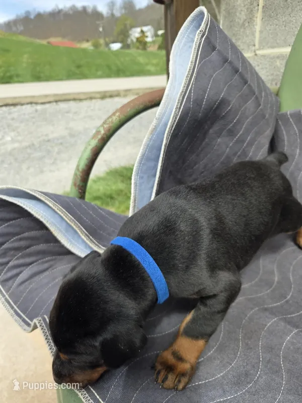 Prince – Doberman Pinscher puppy for sale in Gate City, VA