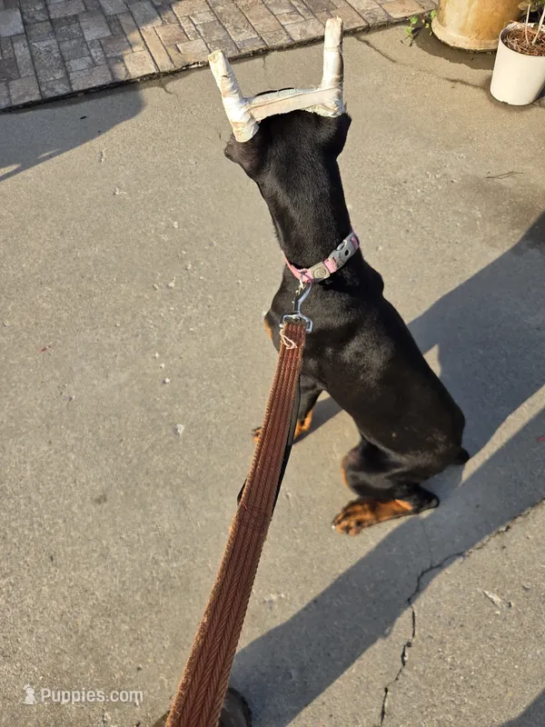 Alex – Doberman Pinscher puppy for sale in Gate City, VA