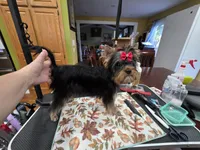 StarBornYorkies Made in a Flash - Kash, a male Yorkshire Terrier for sale in Northville, MI – 3 of 3