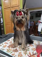 StarBorn's Cardinal Moon - ✨Mooney✨, a male Yorkshire Terrier for sale in Northville, MI – 3 of 3