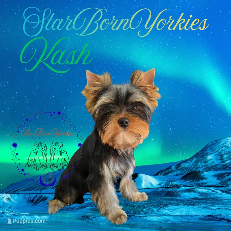 StarBornYorkies Made in a Flash - Kash – Yorkshire Terrier puppy for sale in Northville, MI