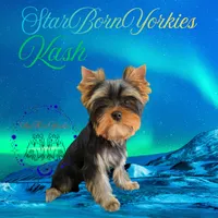 StarBornYorkies Made in a Flash - Kash, a male Yorkshire Terrier for sale in Northville, MI – 1 of 3